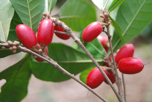 KNOW THE MIRACLE FRUIT